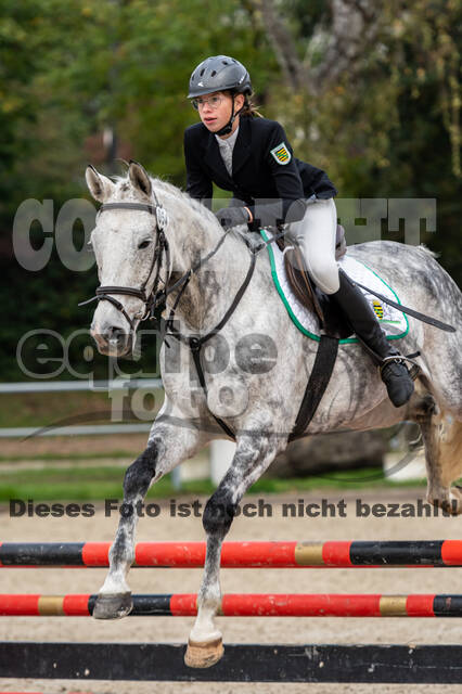 Goldene Schärpe 2020 - Pferde