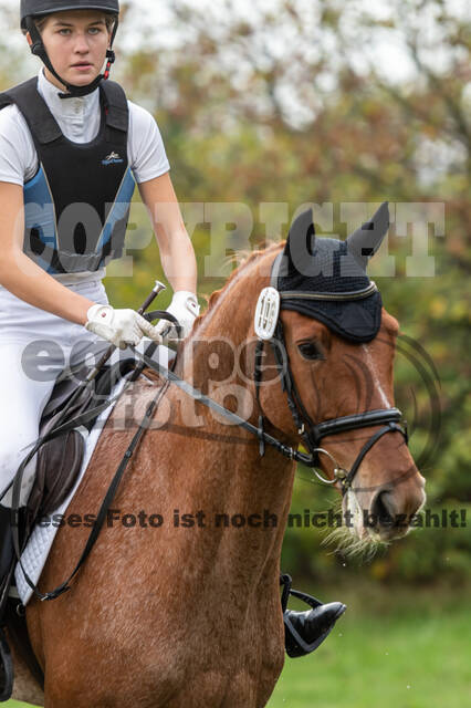 Goldene Schärpe 2020 - Pferde