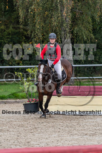 Goldene Schärpe 2020 - Pferde