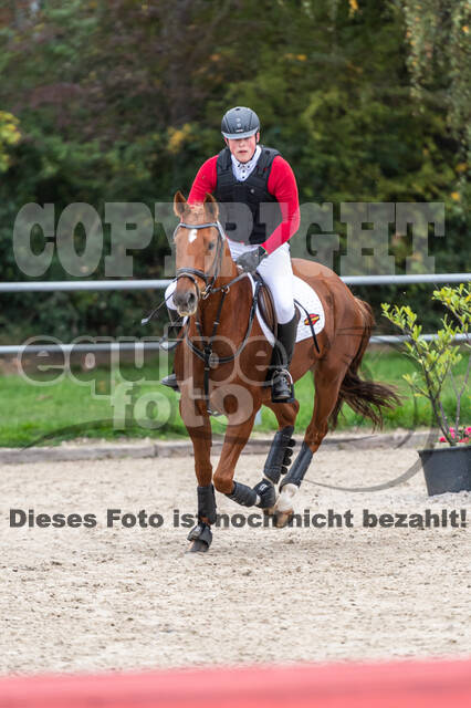 Goldene Schärpe 2020 - Pferde