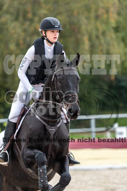 Goldene Schärpe 2020 - Pferde