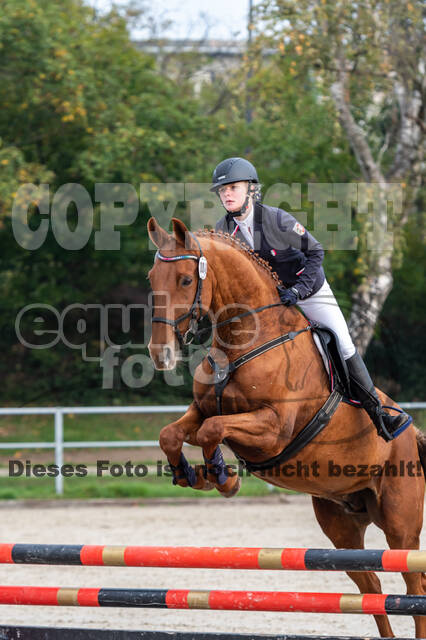 Goldene Schärpe 2020 - Pferde