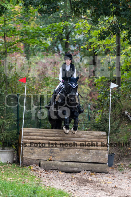 Goldene Schärpe 2020 - Pferde