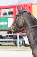 Eventing Langenfeld 2018