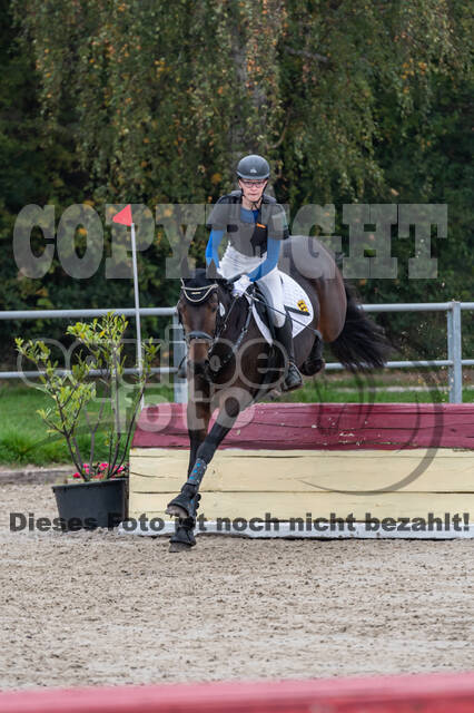 Goldene Schärpe 2020 - Pferde