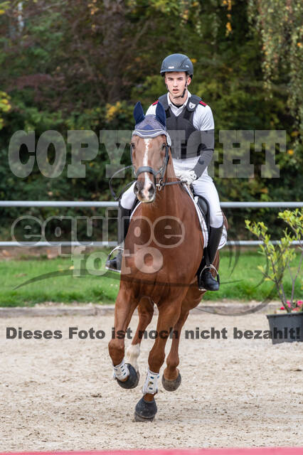 Goldene Schärpe 2020 - Pferde