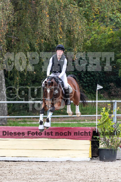 Goldene Schärpe 2020 - Pferde