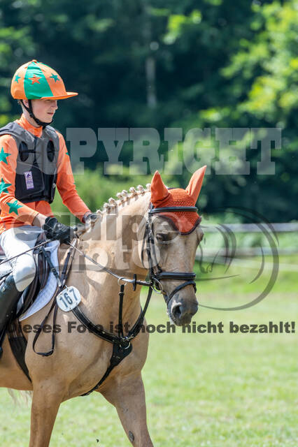 Goldene Schärpe 2021 - Ponys