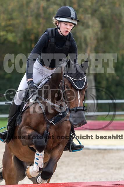 Goldene Schärpe 2020 - Pferde