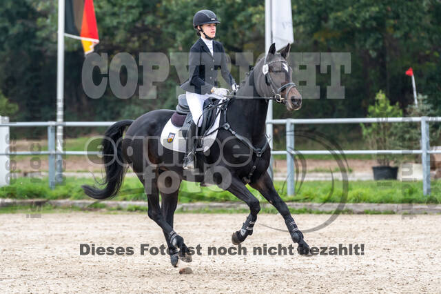 Goldene Schärpe 2020 - Pferde