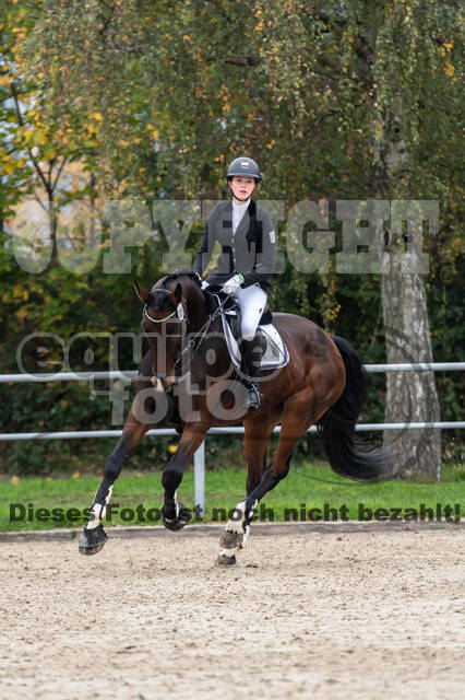 Goldene Schärpe 2020 - Pferde