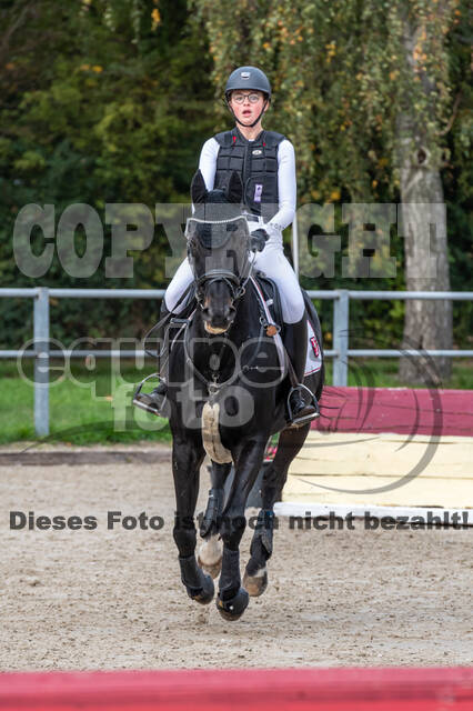 Goldene Schärpe 2020 - Pferde