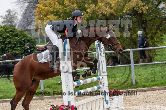 Goldene Schärpe 2020 - Pferde