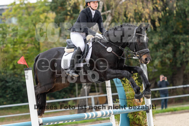 Goldene Schärpe 2020 - Pferde