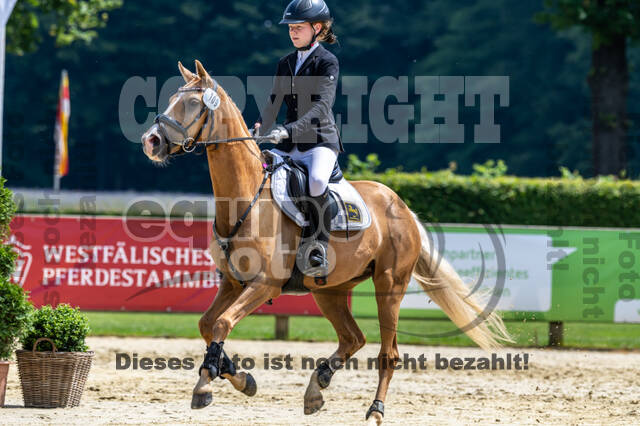 Goldene Schärpe 2021 - Ponys