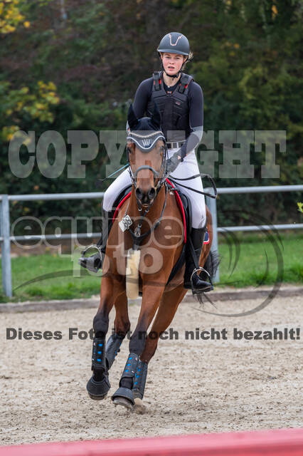 Goldene Schärpe 2020 - Pferde