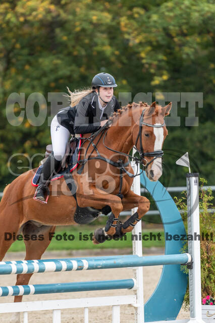 Goldene Schärpe 2020 - Pferde