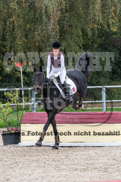 Goldene Schärpe 2020 - Pferde