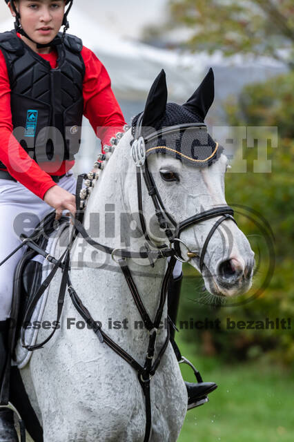 Goldene Schärpe 2020 - Pferde