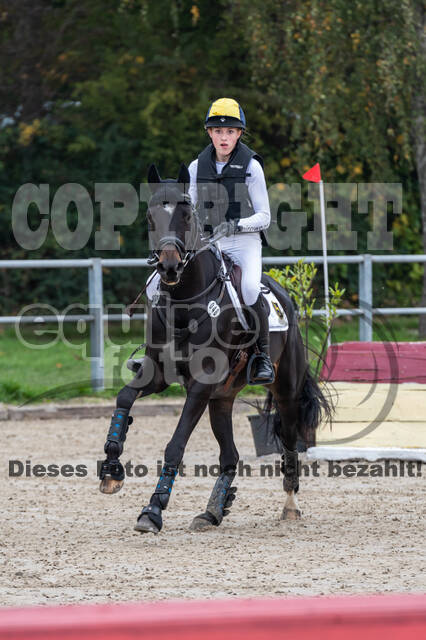 Goldene Schärpe 2020 - Pferde