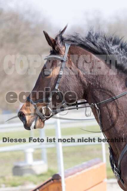 Eventing Langenfeld