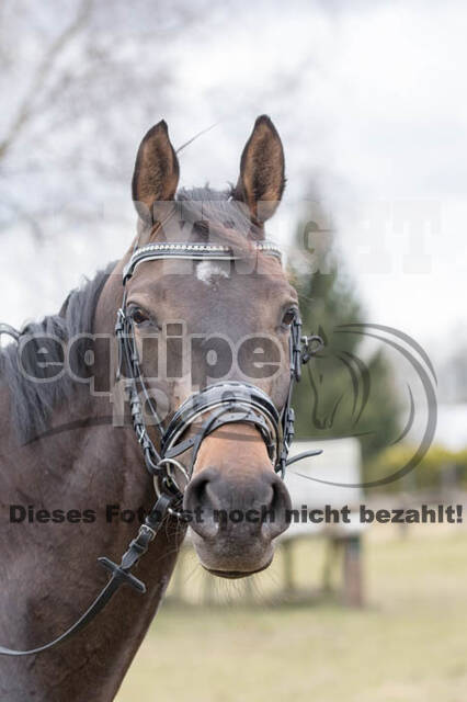 Geländetraining RSV St. Hubertus Wesel Obrighoven