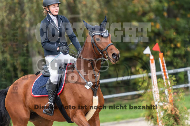 Goldene Schärpe 2020 - Pferde