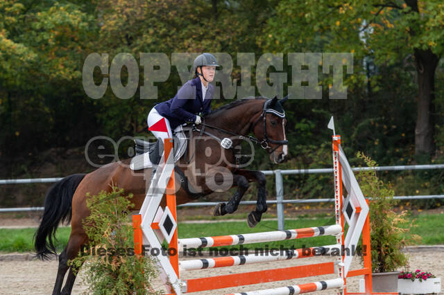 Goldene Schärpe 2020 - Pferde