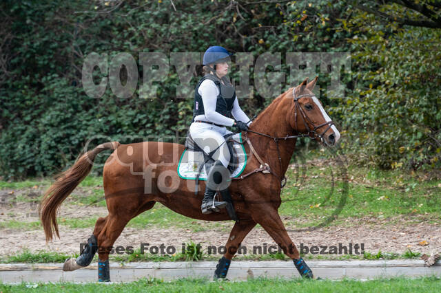 Goldene Schärpe 2020 - Pferde