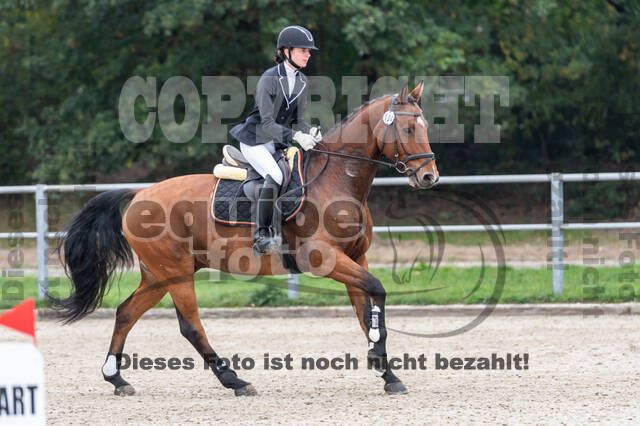 Goldene Schärpe 2020 - Pferde