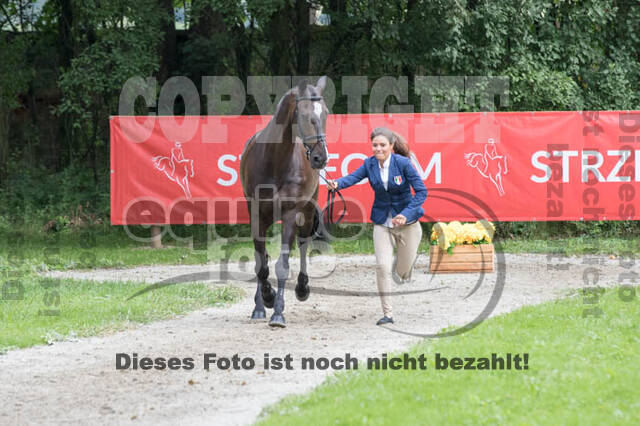 FEI European Championship