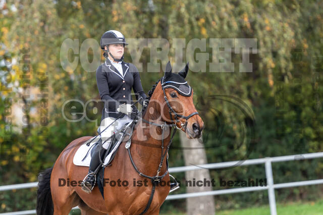 Goldene Schärpe 2020 - Pferde