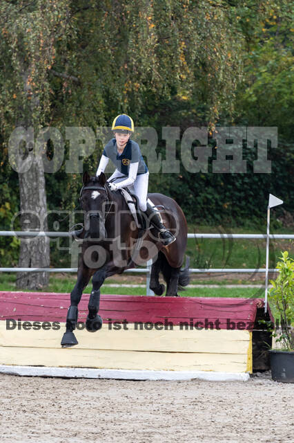 Goldene Schärpe 2020 - Pferde