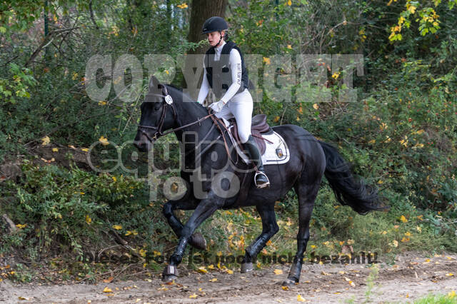 Goldene Schärpe 2020 - Pferde