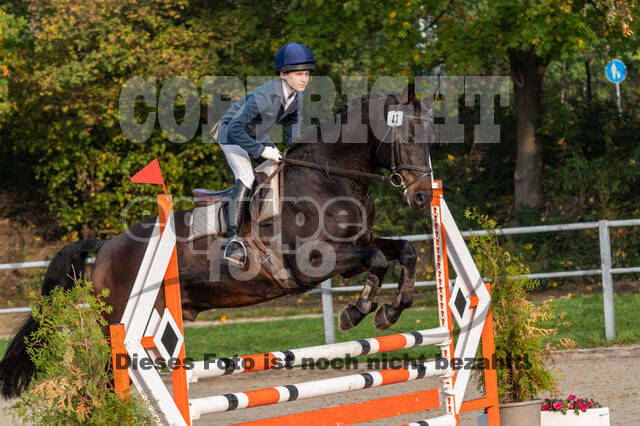 Goldene Schärpe 2020 - Pferde