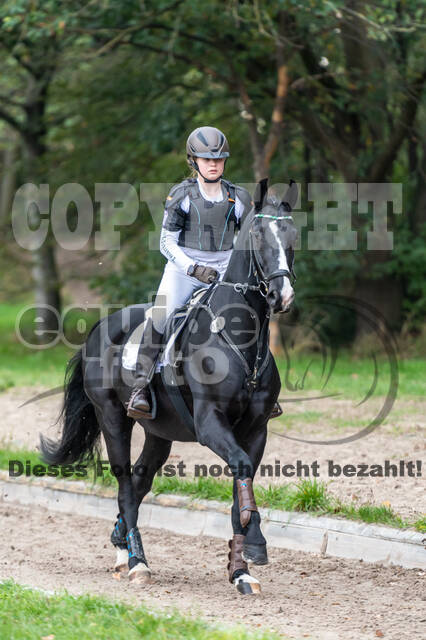 Goldene Schärpe 2020 - Pferde