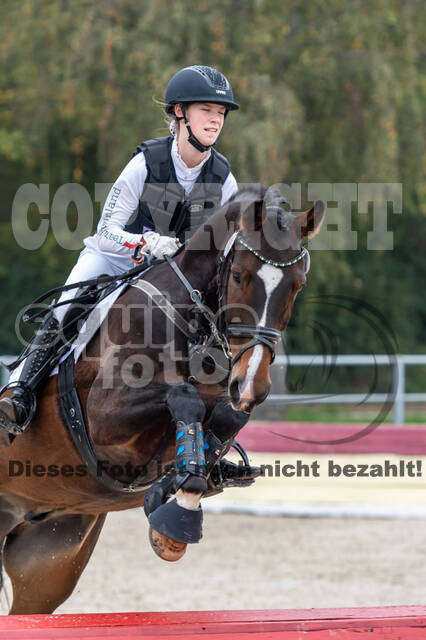 Goldene Schärpe 2020 - Pferde