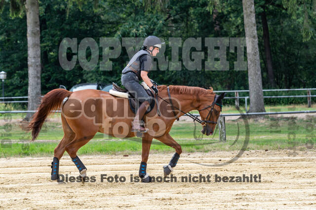 Hunter Geländetraining 10.07.2021 (Sonsbeck)
