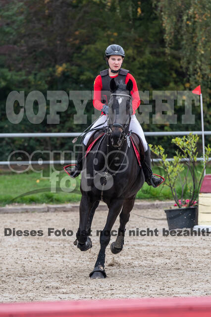 Goldene Schärpe 2020 - Pferde