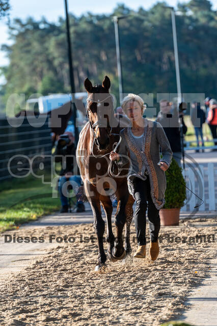 Deutsche Meisterschaft Vielseitigkeit (Luhmühlen)