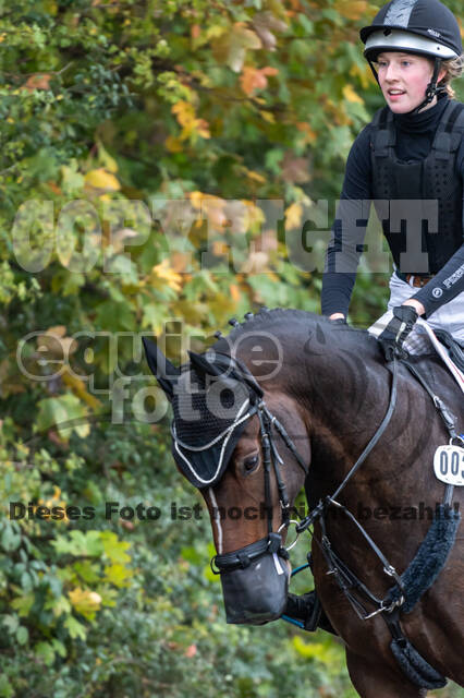 Goldene Schärpe 2020 - Pferde