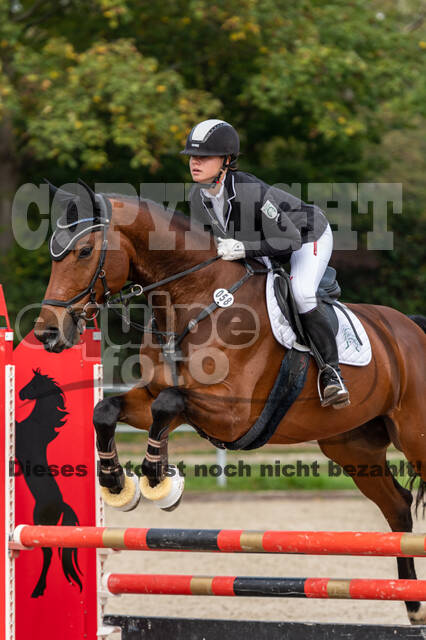 Goldene Schärpe 2020 - Pferde