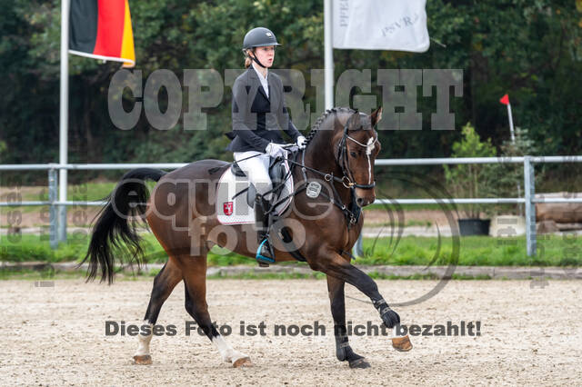 Goldene Schärpe 2020 - Pferde