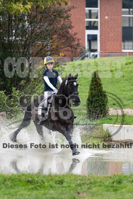 Goldene Schärpe 2020 - Pferde