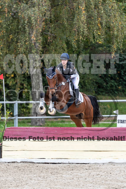 Goldene Schärpe 2020 - Pferde