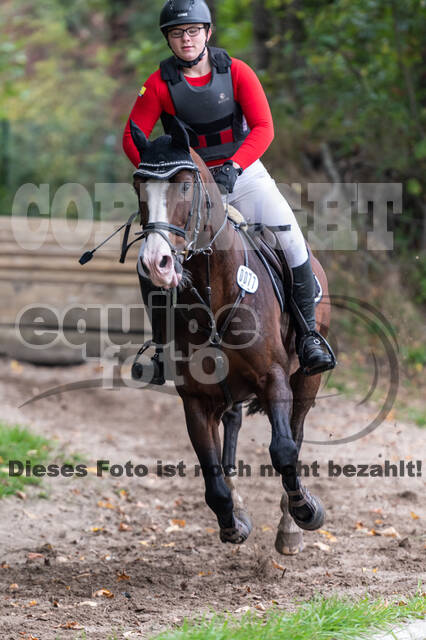 Goldene Schärpe 2020 - Pferde