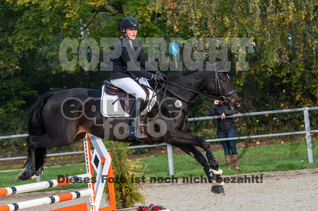 Goldene Schärpe 2020 - Pferde