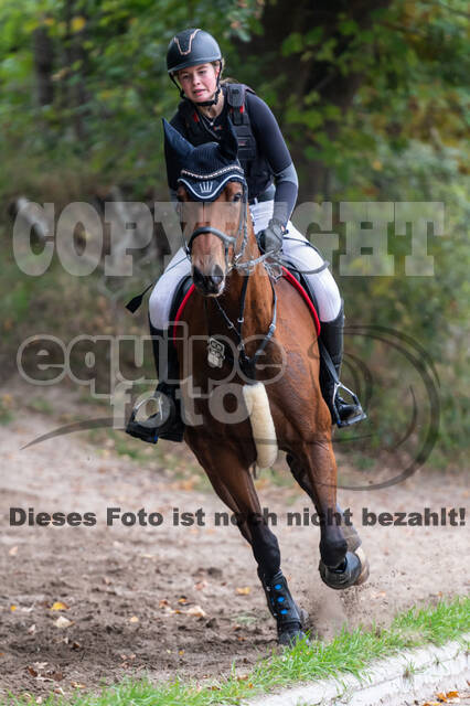 Goldene Schärpe 2020 - Pferde