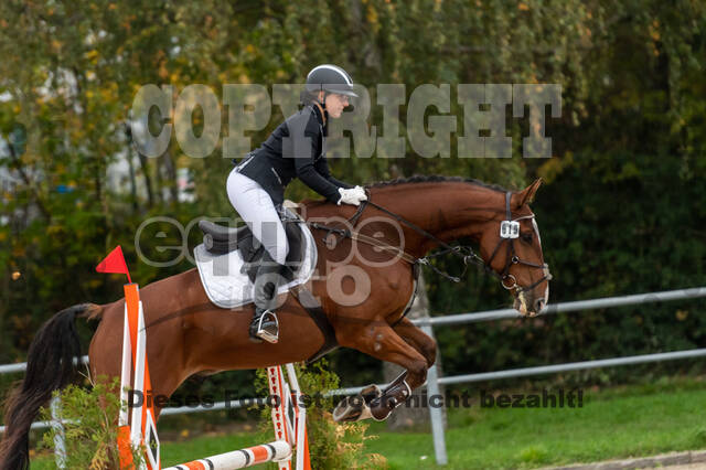 Goldene Schärpe 2020 - Pferde