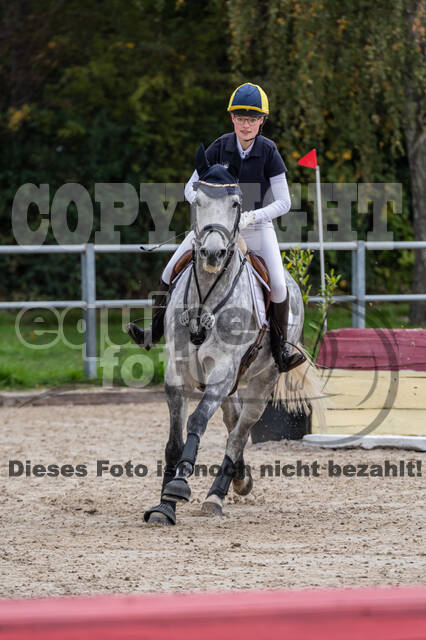 Goldene Schärpe 2020 - Pferde